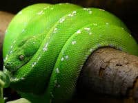 Krafttier für Sternzeichen Skorpion: Grüne Schlange um einen Ast gewickelt
