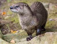 Krafttier für Sternzeichen Wassermann: Otter am Ufer