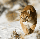 Ein schleichender Puma im Schnee